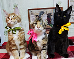 Кошки в Казани: Котята мейн-кун Разнополые, 20 000 руб. - фото 1