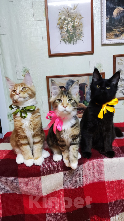 Кошки в Казани: Котята мейн-кун Разнополые, 20 000 руб. - фото 1