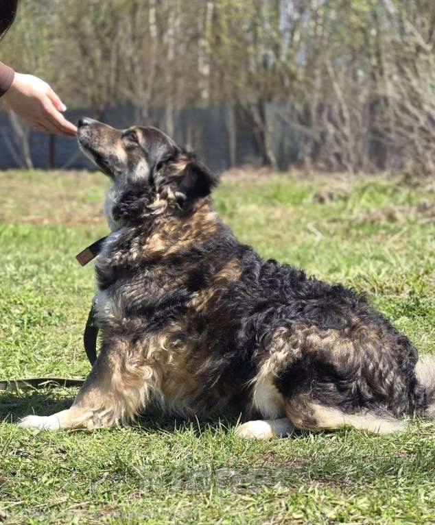 Собаки в Королеве: Шейла ищет дом Девочка, Бесплатно - фото 3