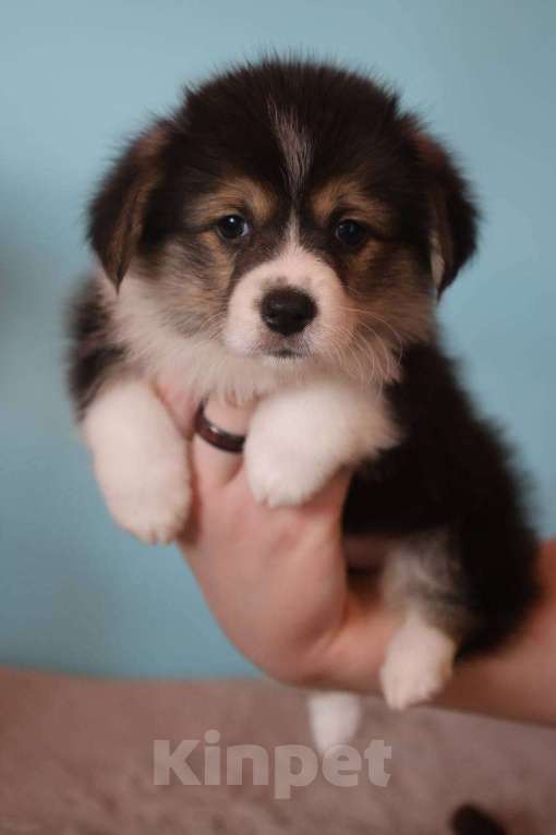 Собаки в Москве: Девочка триколор Девочка, 70 000 руб. - фото 1