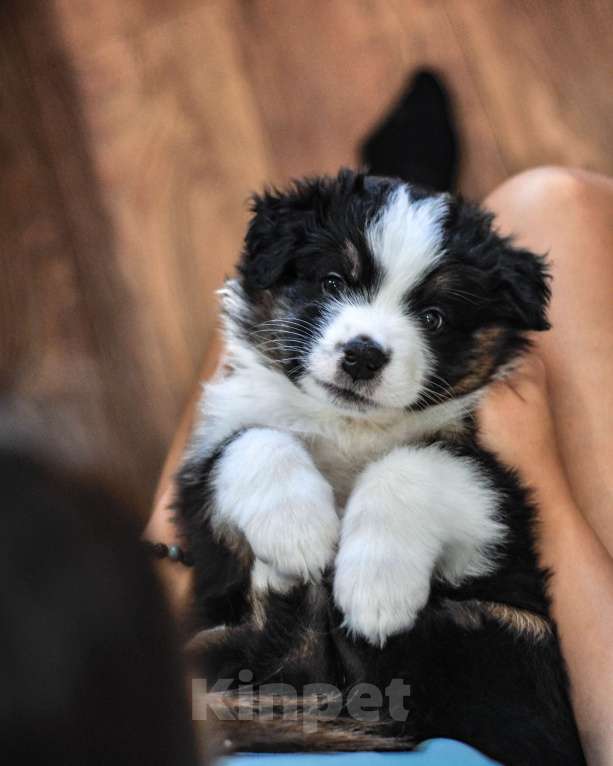 Собаки в других городах Самарской области: Щенок австралийской овчарки (аусси) кобель Мальчик, 80 000 руб. - фото 5