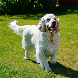 Кламбер-спаниель