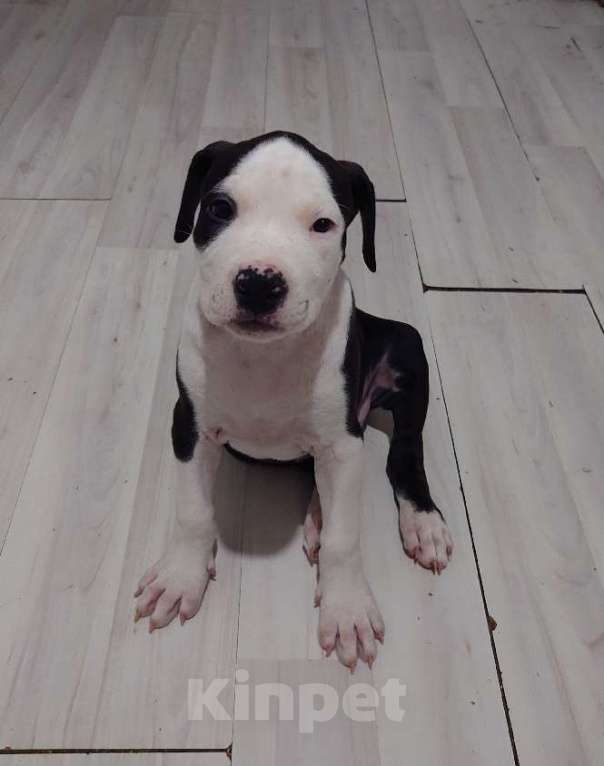 Собаки в Москве: Щенки АСТ Девочка, 20 000 руб. - фото 2