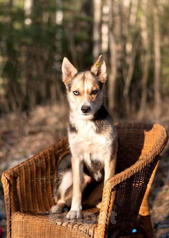 Собаки в Москве: Сия 1 год метис хаски с глазами из разных миров, и с характером друга Девочка, Бесплатно - фото 7