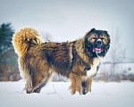 Собаки в Москве: Шикарный медведь в дар!!, Бесплатно - фото 3