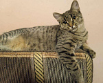 Кошки в Туле: Очаровательный котик Василий, Бесплатно - фото 1