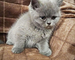 Кошки в Дивногорске: Британские клубные котята., 10 000 руб. - фото 2