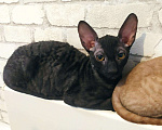 Кошки в Белокурихе: Котята корниш-рекс с документами, 13 000 руб. - фото 1