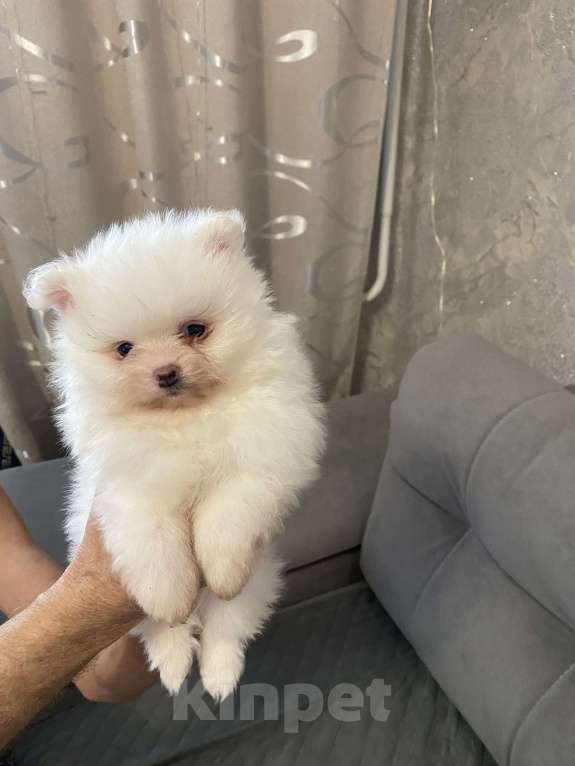 Собаки в Кемерово: Продажа щенков немецкого шпица Мальчик, 50 000 руб. - фото 1