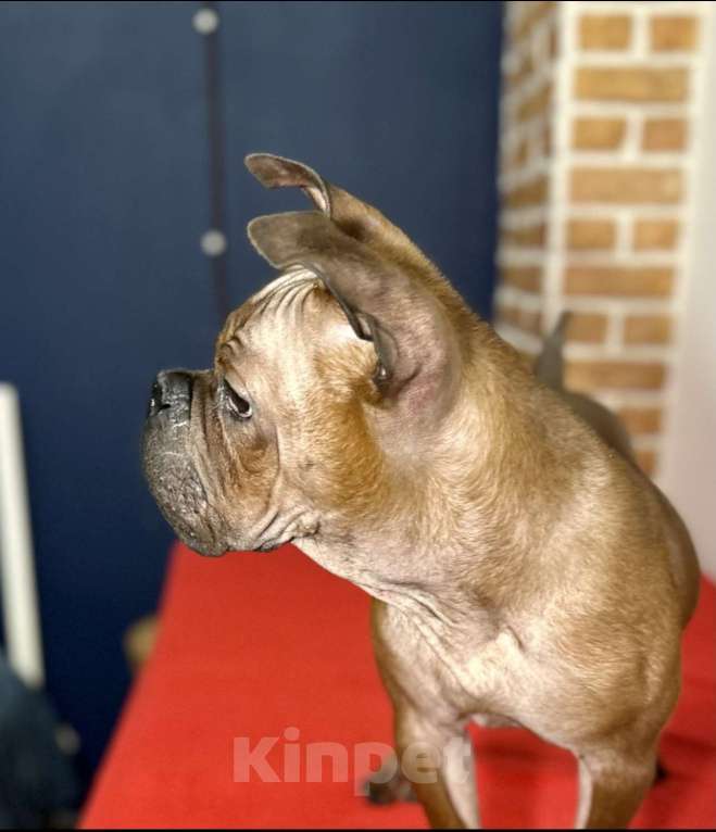 Собаки в Москве: Китайский чунцин Мальчик, 250 000 руб. - фото 3