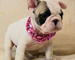 Собаки в Москве: Французский бульдог,щенок Девочка, 130 000 руб. - фото 1