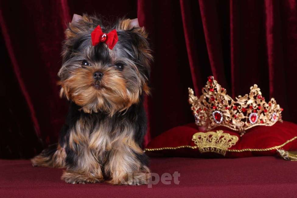 Собаки в Москве: Йоркширский терьер, мини, беби-фейс. Мерседес Девочка, 150 000 руб. - фото 3