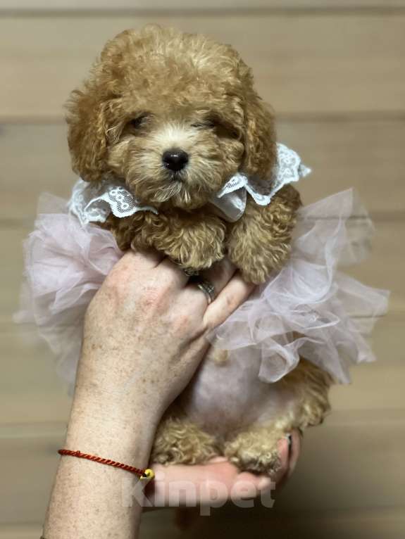 Собаки в Новосибирске: Мальтипу мини девочка, доставка Девочка, 100 000 руб. - фото 2