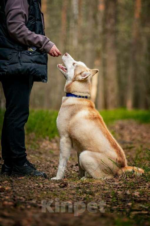 Собаки в Москве: Красавчик хаски Харт в добрые руки Мальчик, Бесплатно - фото 8