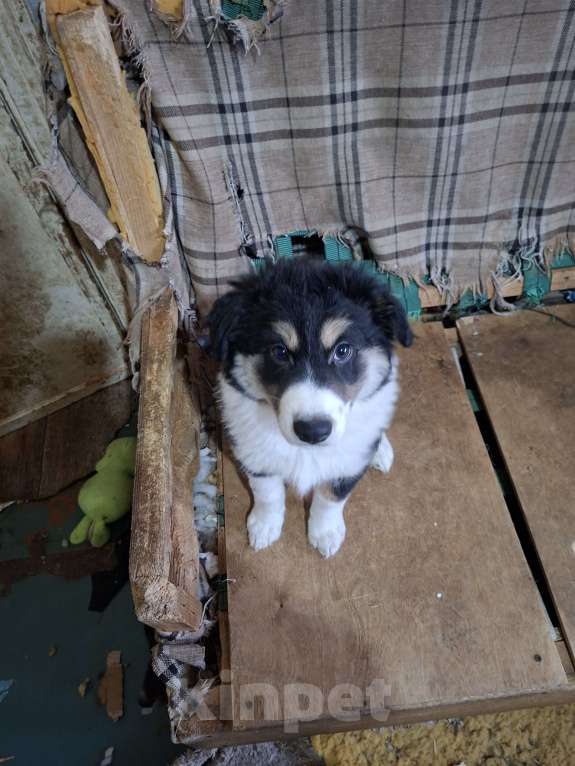 Собаки в Ногинске: Малыш Мальчик, Бесплатно - фото 2