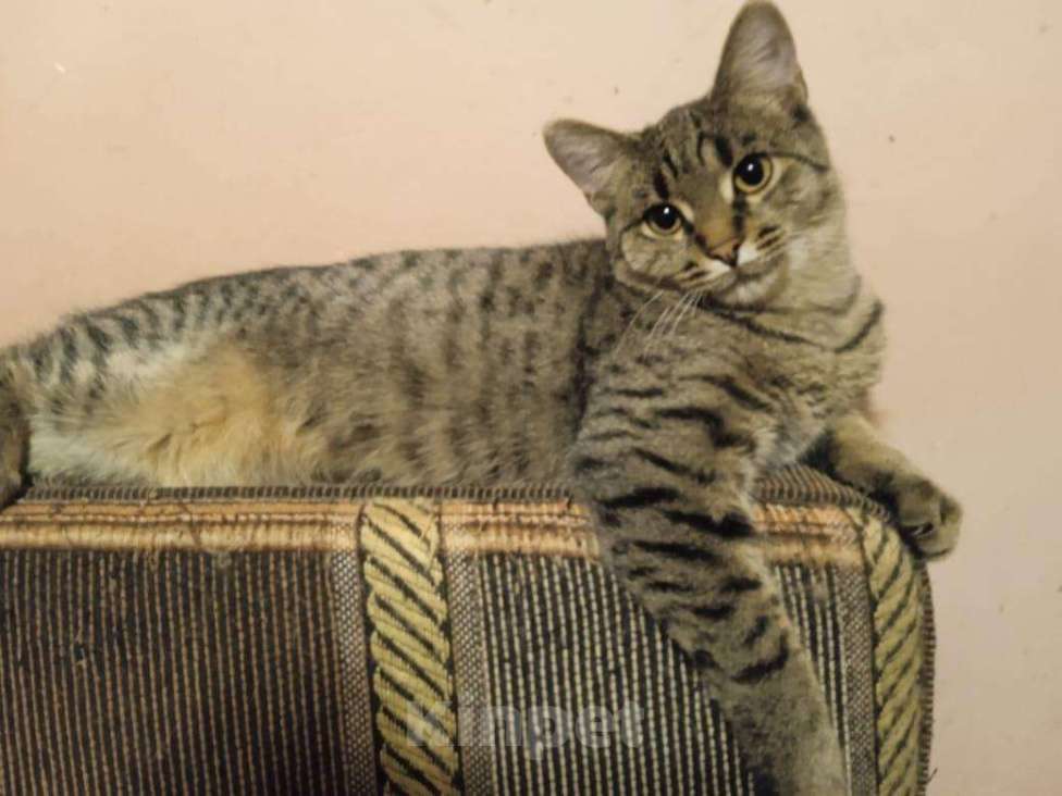 Кошки в Туле: Очаровательный котик Василий, Бесплатно - фото 1