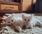 Кошки в других городах Ленинградской области: Котяра в добрые руки Мальчик, Бесплатно - фото 1