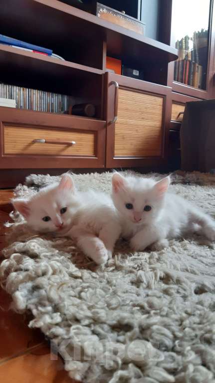 Кошки в других городах Ленинградской области: Котяра в добрые руки Мальчик, Бесплатно - фото 1