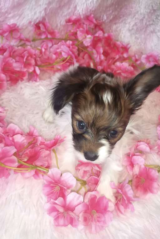 Собаки в Нижнем Новгороде: Продаю щенков континентального той-спаниеля Мальчик, 95 000 руб. - фото 1