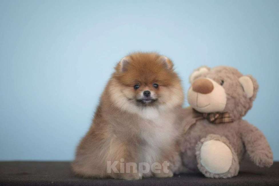 Собаки в других городах Московской области: Померанский шпиц Мальчик, 35 000 руб. - фото 1