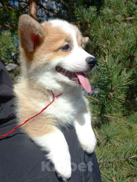 Собаки в Шуе: Щенок вельш корги пемброк Девочка, Бесплатно - фото 3