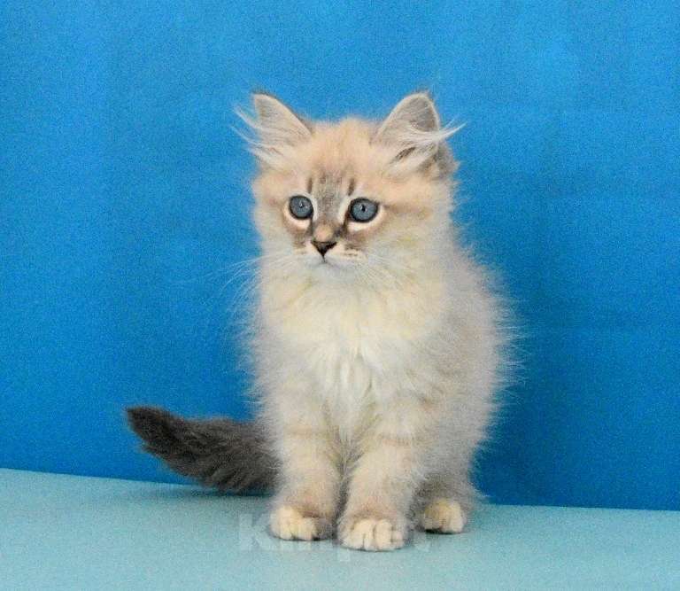 Кошки в Москве: Синеглазый красавчик Парамон Мальчик, Бесплатно - фото 5