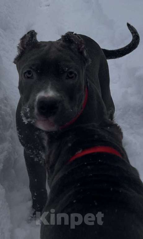 Собаки в Мурманске: Американский булли Девочка, 80 000 руб. - фото 2