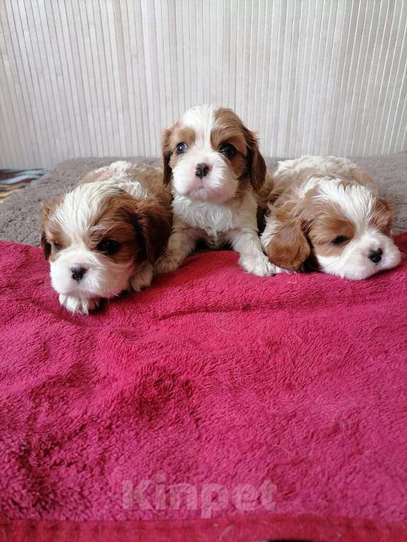 Собаки в Москве: Кавалер кинг Чарльз спаниель 1,5 мес щенки. Девочка, 90 000 руб. - фото 2