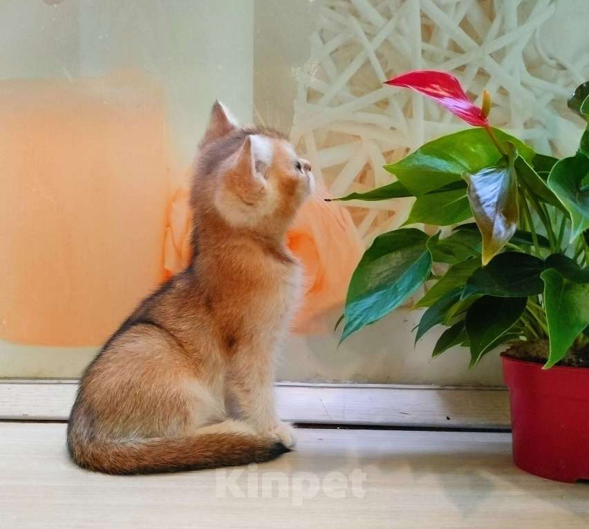 Кошки в Воронеже: Золотая шиншилла девочка  Девочка, 35 000 руб. - фото 7