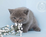 Кошки в Люберцах: Британский котенок Мальчик, 70 000 руб. - фото 3