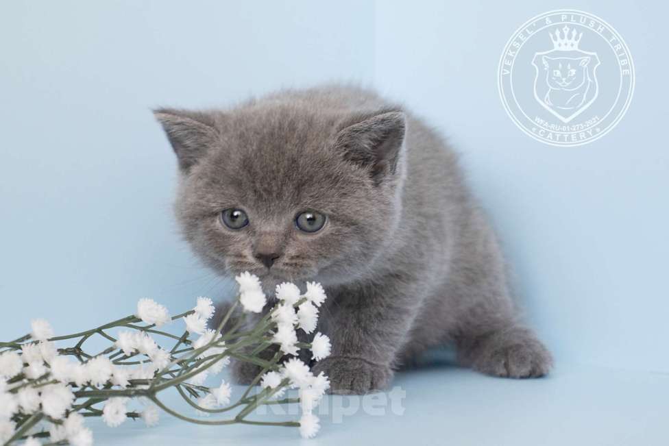 Кошки в Люберцах: Британский котенок Мальчик, 70 000 руб. - фото 3