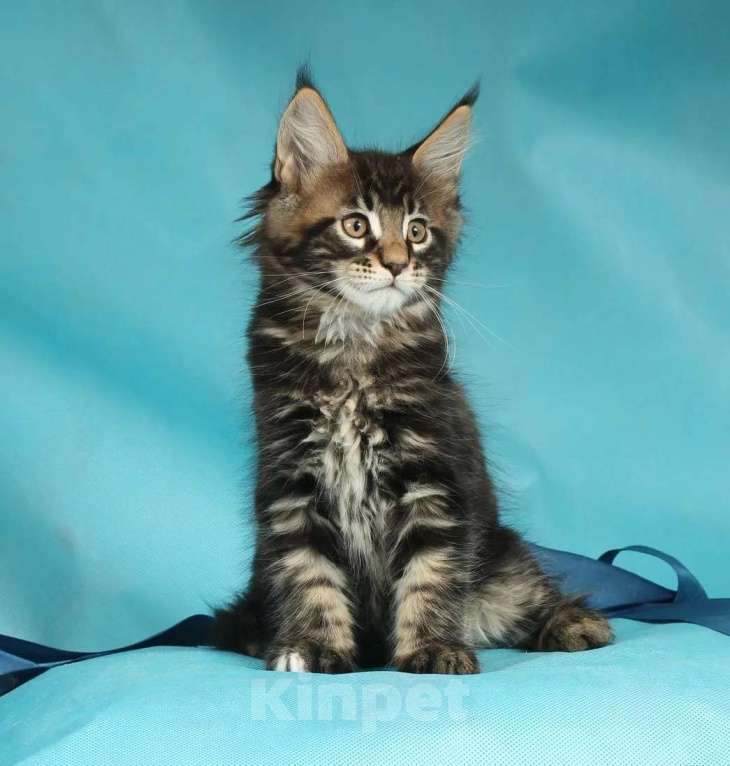 Кошки в Раменском: Котенок Мейн-кун Мальчик, 45 000 руб. - фото 3