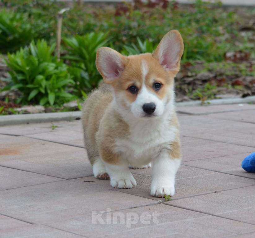 Собаки в Самаре: Вельш Корги пемброк. Мальчик, 80 000 руб. - фото 3