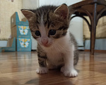 Кошки в Нижнем Новгороде: Котёнок в добрые руки  Мальчик, Бесплатно - фото 2