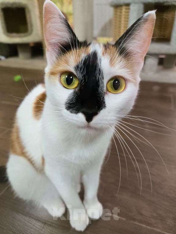 Кошки в Москве: Ласковая кошечка уже год живет на передержке абсолютно без откликов... Девочка, Бесплатно - фото 2