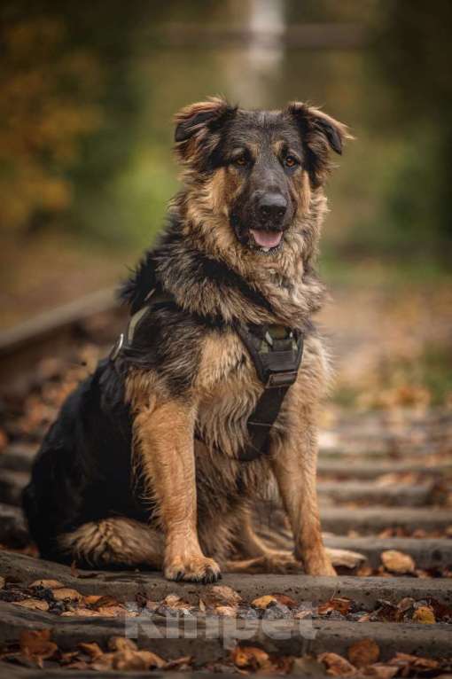 Собаки в Москве: Балу собака из приюта ищет дом Мальчик, Бесплатно - фото 4