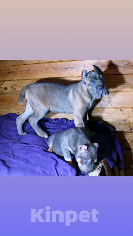 Собаки в других городах Ярославской области: Девочка -корсо Девочка, 100 000 руб. - фото 2