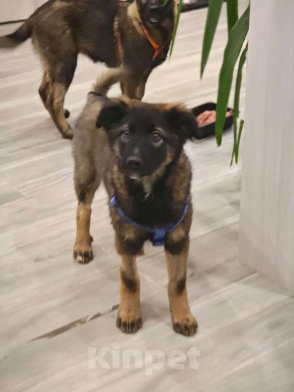 Собаки в Москве: Девочка с умными глазами Пуша 3,5 месяца ищет дом  Девочка, Бесплатно - фото 5