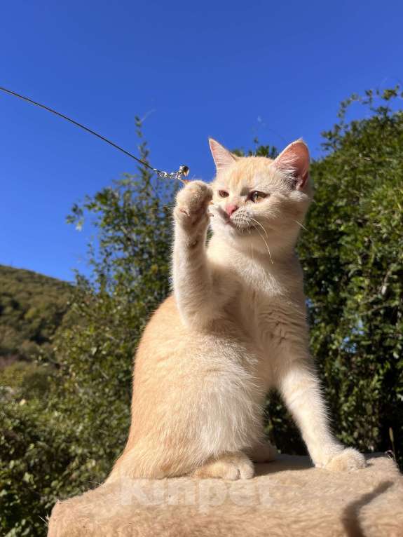 Кошки в Геленджике:  золотой котенок Мальчик, 9 000 руб. - фото 8