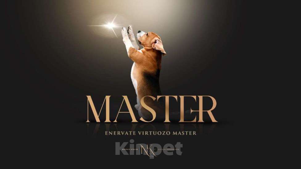 Собаки в Чите: Красная лента Мальчик, 50 000 руб. - фото 1