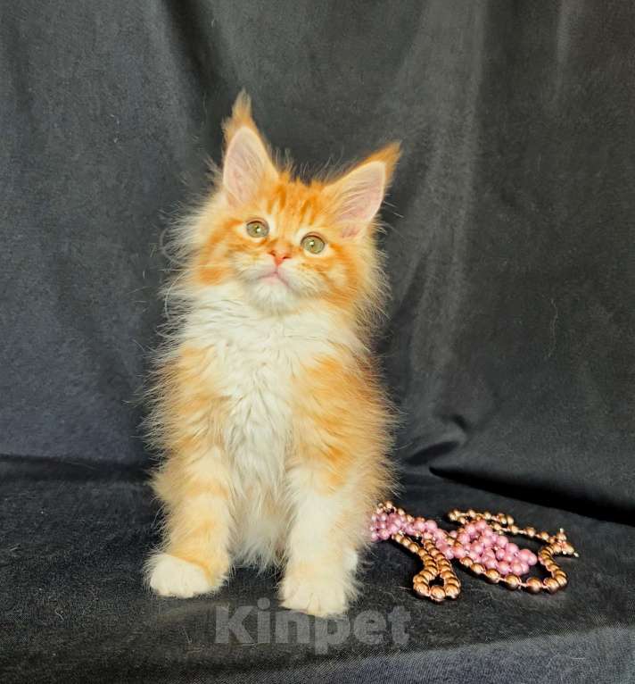 Кошки в Ржеве: Котенок от прекрасной пары Девочка, Бесплатно - фото 4