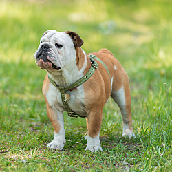 Английский бульдог