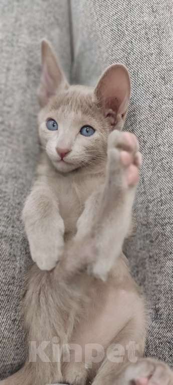 Кошки в Москве: Лиловые ориентальные мальчишки Мальчик, 50 000 руб. - фото 7