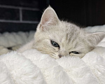 Кошки в Жуковском: Британский короткошёрстный котёнок Мальчик, Бесплатно - фото 6