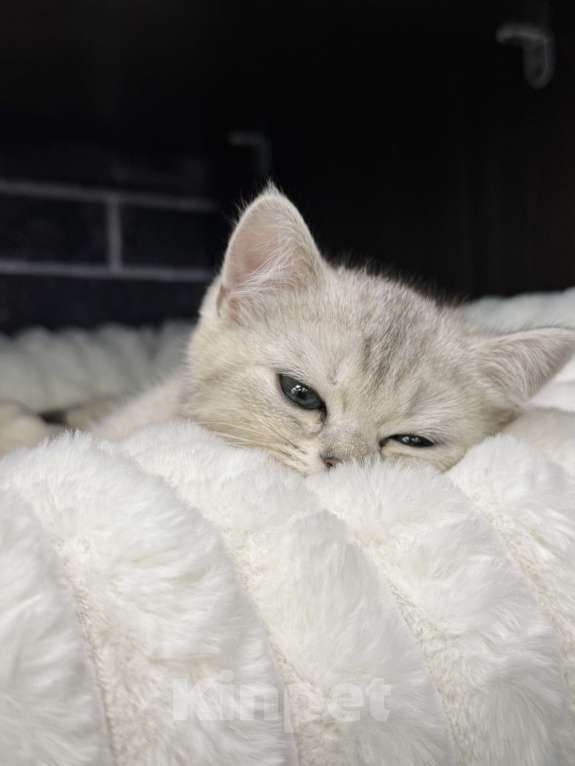 Кошки в Жуковском: Британский короткошёрстный котёнок Мальчик, Бесплатно - фото 6