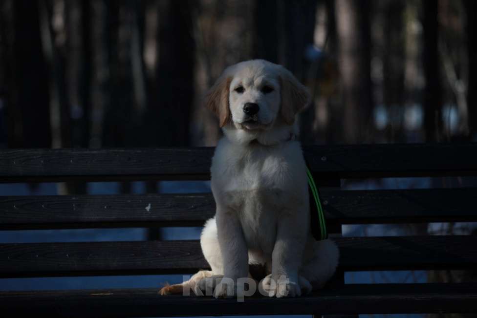 Собаки в Москве: Золотистый ретривер  Девочка, 90 000 руб. - фото 1