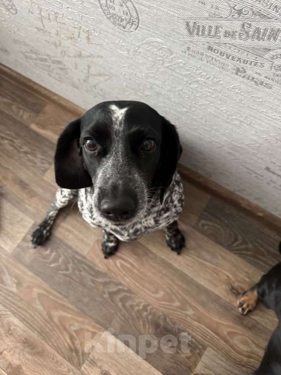 Собаки в Омске: Продам куцхара Девочка, 5 000 руб. - фото 1