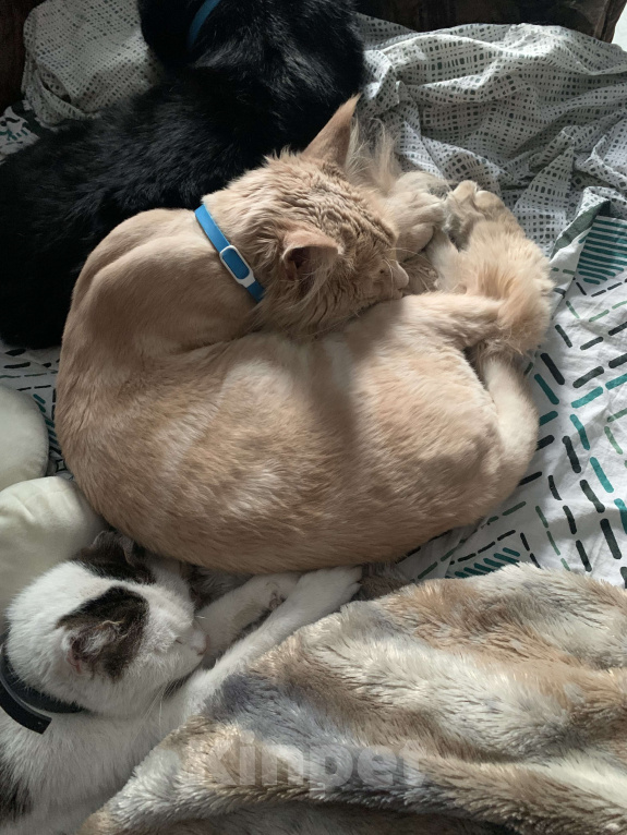 Кошки в Иркутске: Потерян кот Мальчик, Бесплатно - фото 2