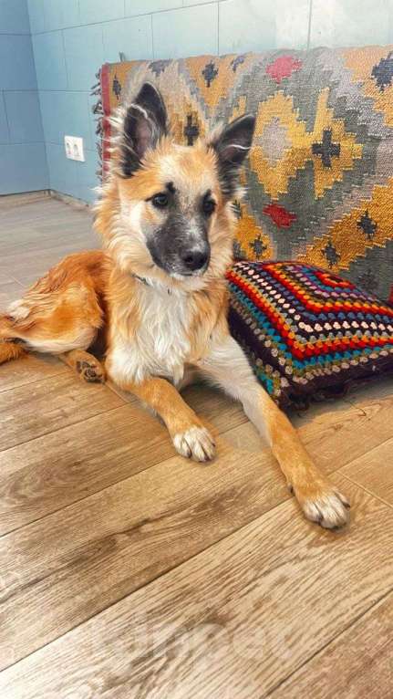 Собаки в Москве: Щенок Микки Мальчик, Бесплатно - фото 4