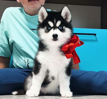 Хаски Щенки Разных окрасов